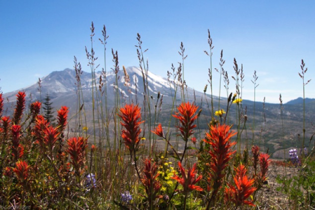 Mt Saint Helens - Wildflowers 2
Washington